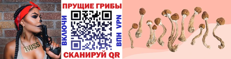 Псилоцибиновые грибы Magic Shrooms Купить Буй